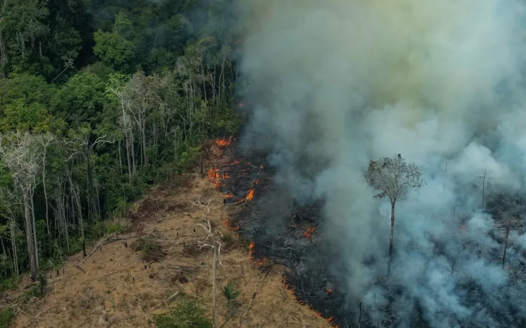 El crimen organizado ataca la Amazonía.
