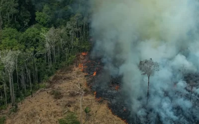 El crimen organizado ataca la Amazonía