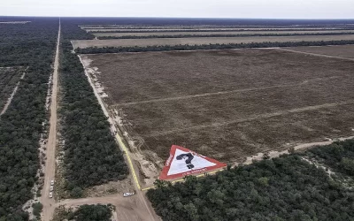 La demanda global amenaza el futuro de los bosques