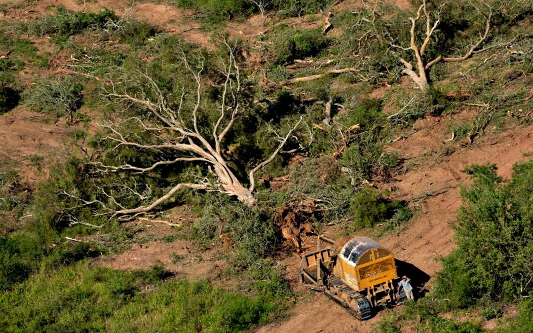 La Cámara de Casación impidió la deforestación de bosques chaqueños